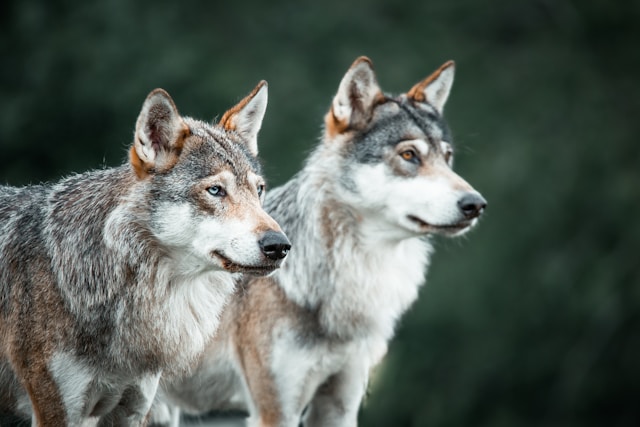 Weerwolven